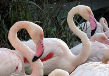 От къде идва розовият цвят на фламингото?