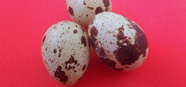 Пъдпъдъчите яйца - природният заместител на виаграта